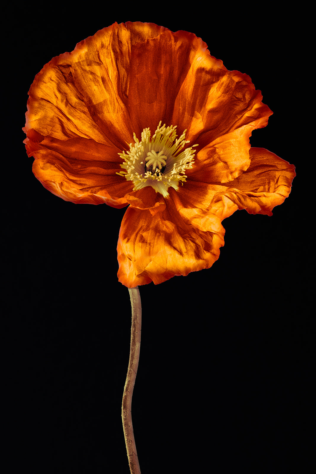 TheOrange