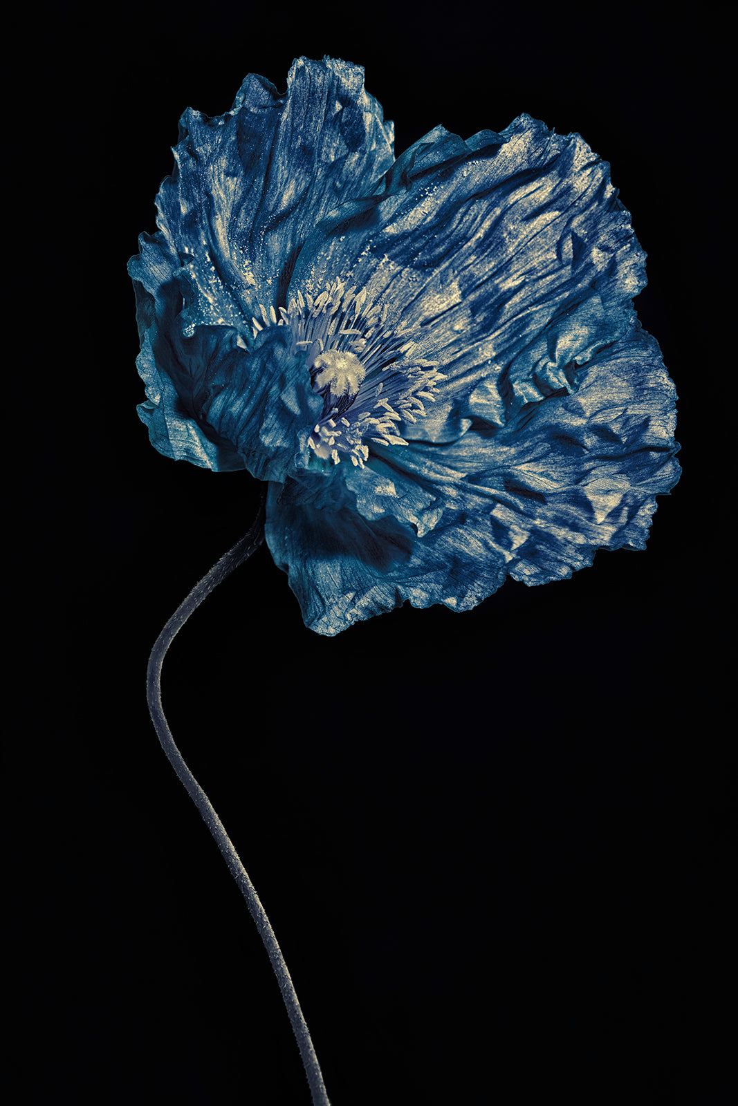 TheBlue