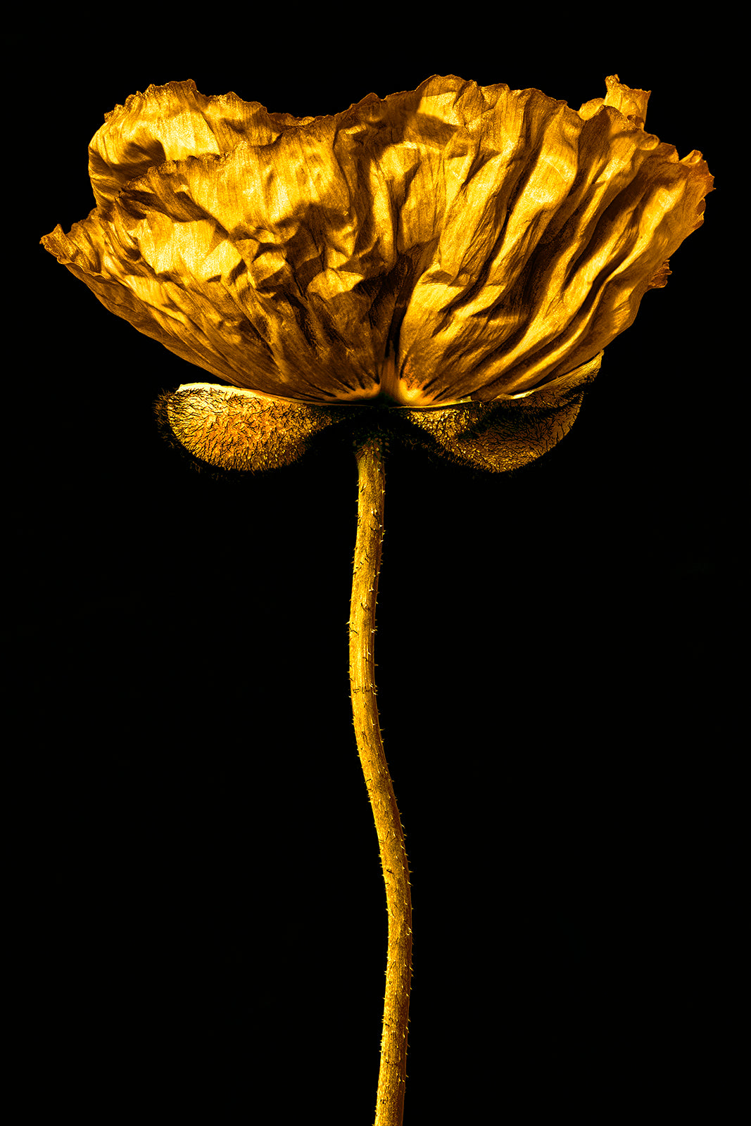 TheGold