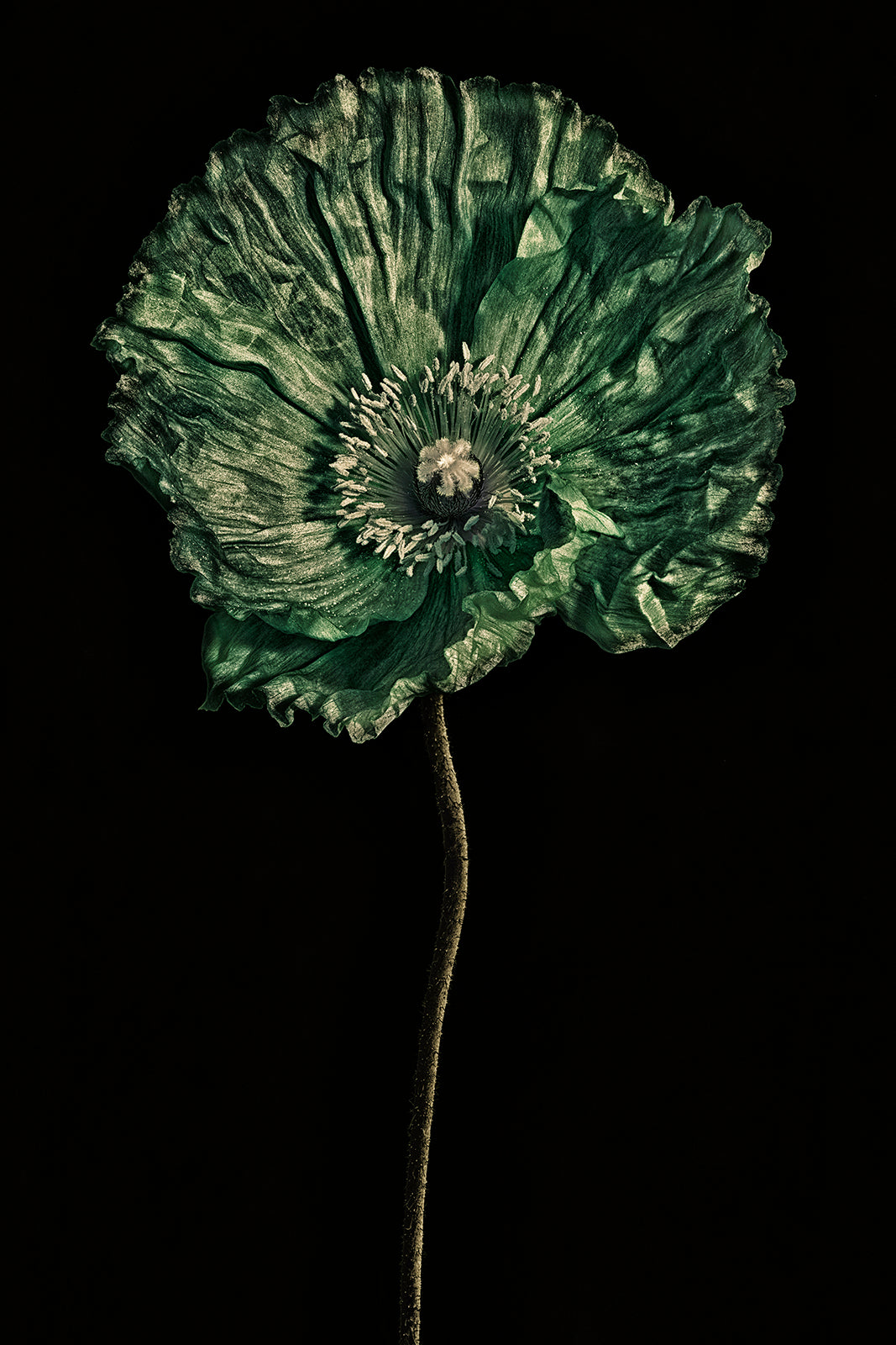 TheGreen