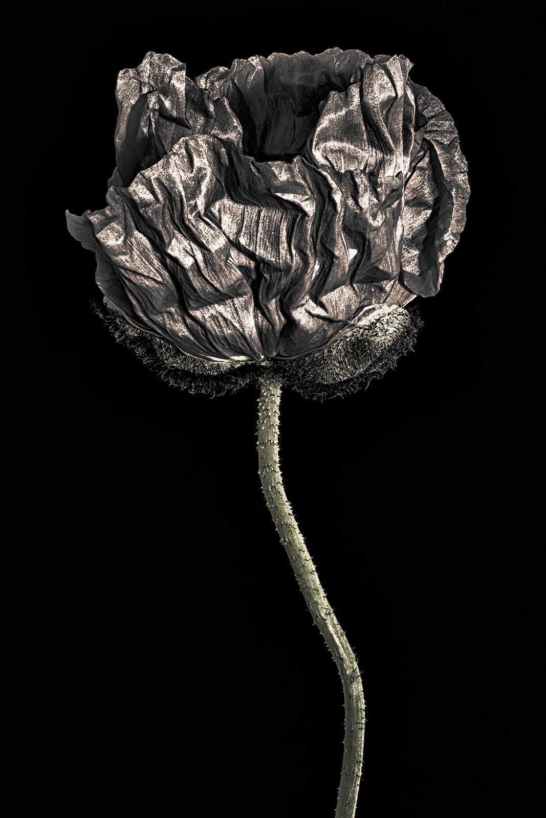 TheSilver