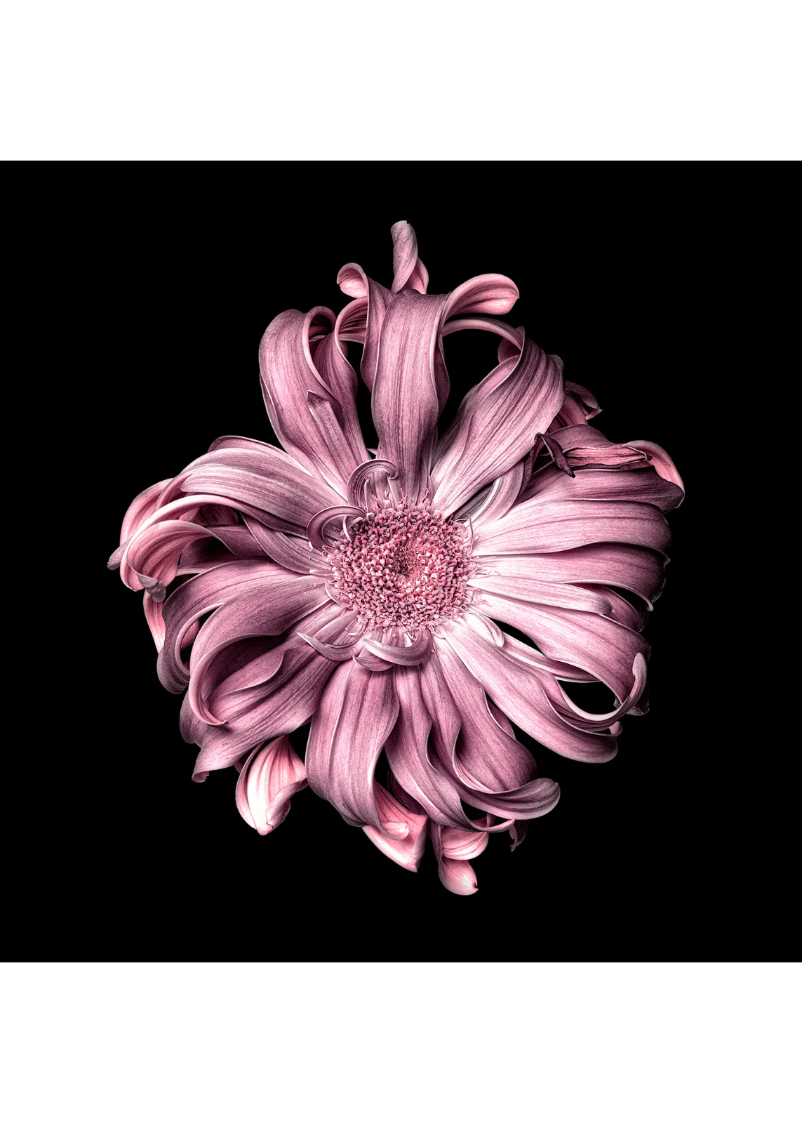 Aphrodite