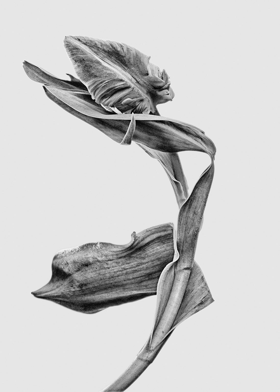 Ballet Dancer I