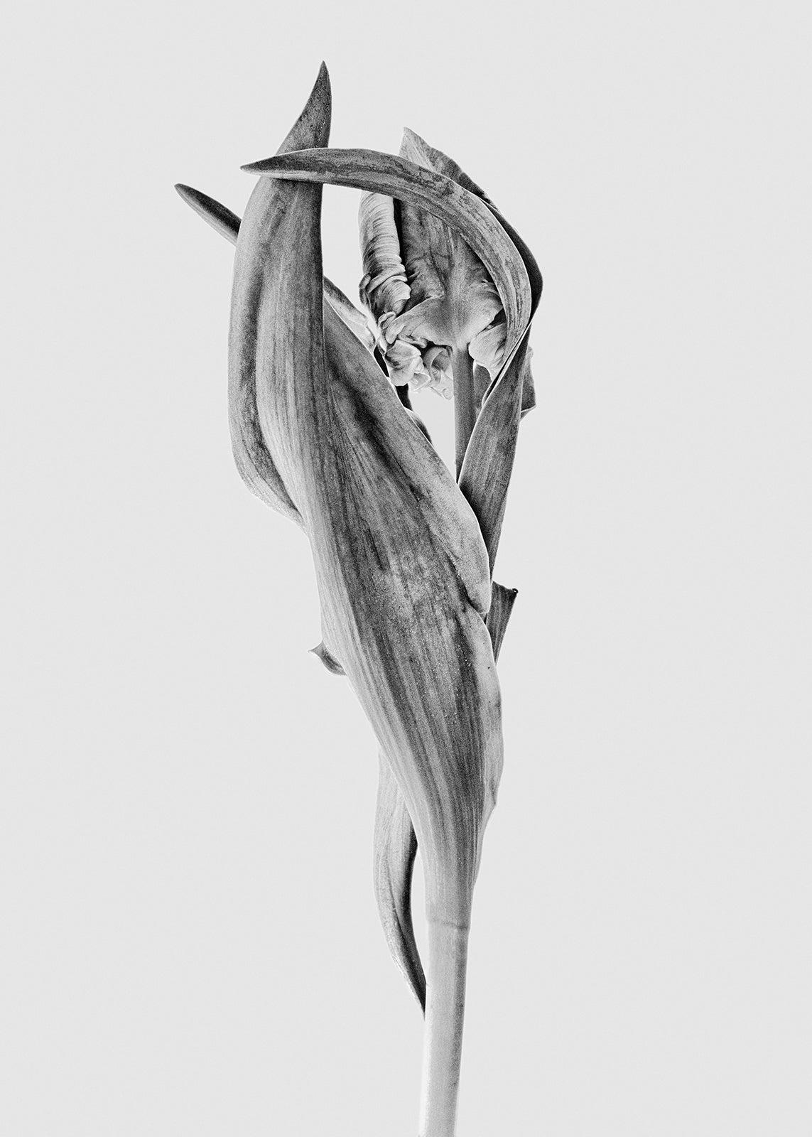 Ballet Dancer II