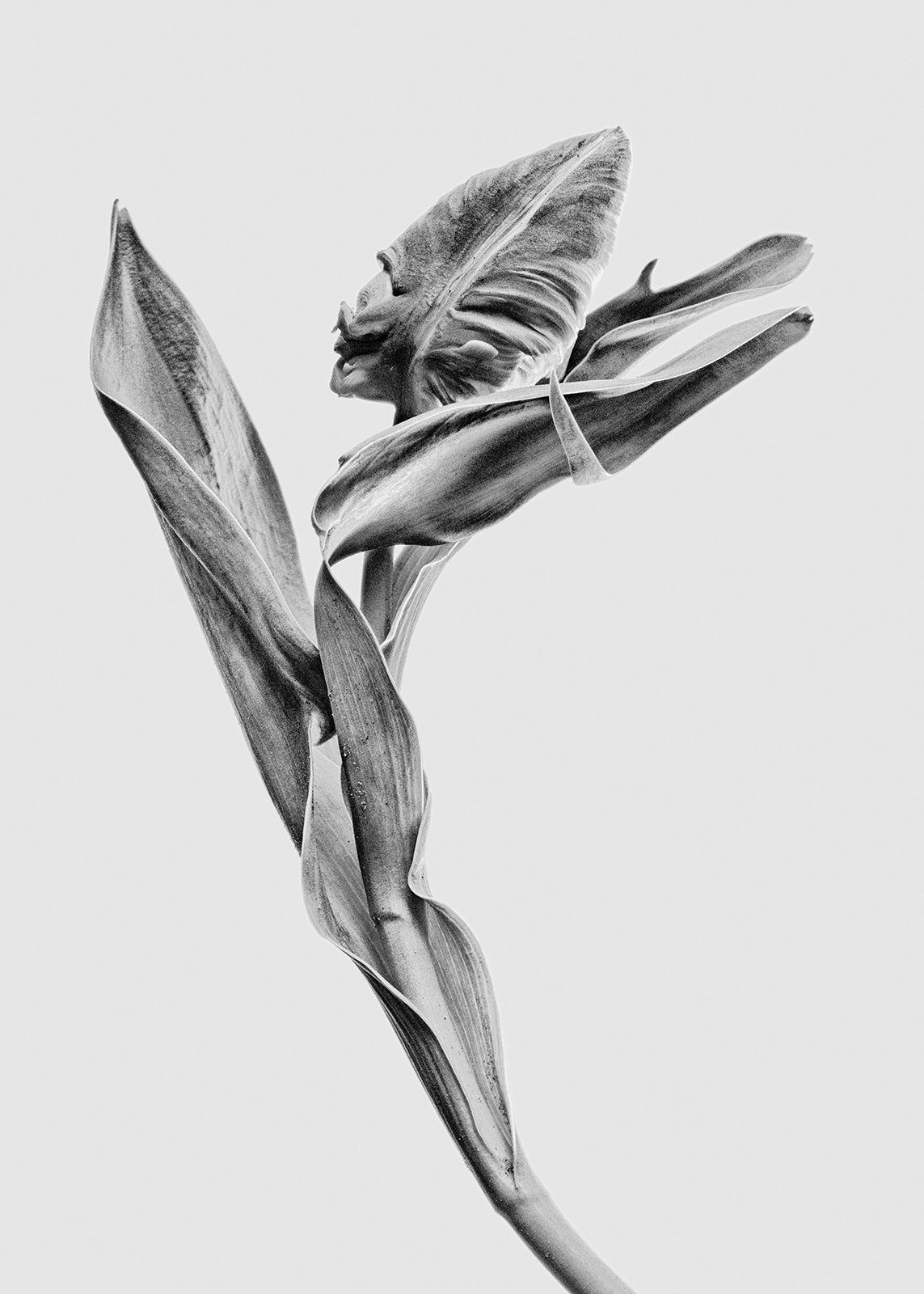Ballet Dancer III